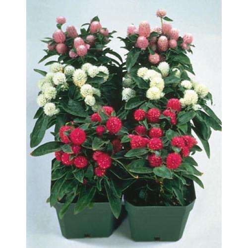 GOMPHRENA SEEDS GNOME MIX - 15 GOMPHRENA SEEDS