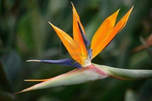 STRELITZIA SEEDS REGINAE - 5 STRELITZIA SEEDS