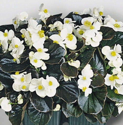 BEGONIA ERIS WHITE - 10 BEGONIA SEEDS
