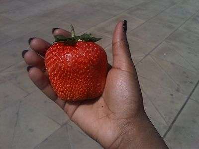 STRAWBERRY SEEDS GIANT STRAWBERRY - 20 GIANT STRAWBERRY SEEDS