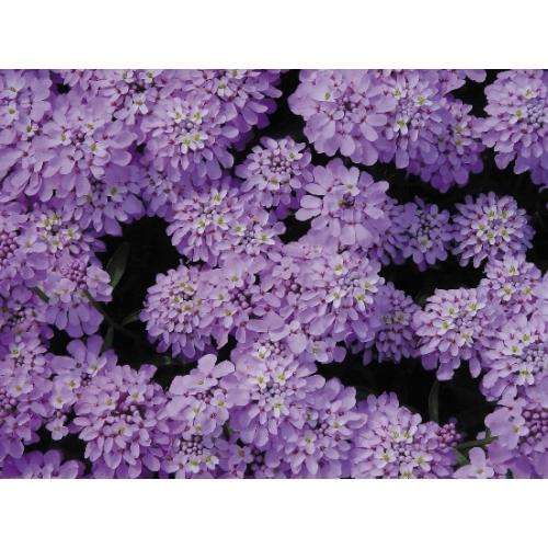 IBERIS SEEDS CANDY CANE LILAC - 20 IBERIS SEEDS