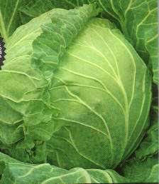 CABBAGE SEEDS COPENHAGEN MARKET - 100 CABBAGE SEEDS