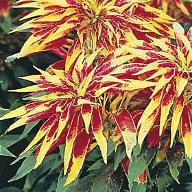AMARANTHUS SEEDS TRICOLOUR "JOSEPH'S COAT - 40 AMARANTHUS SEEDS