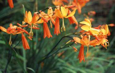 CROCOSMIA SEEDS FALLING STARS - 10 CROCOSMIA SEEDS