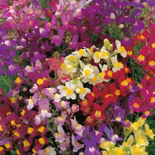 LINARIA SEEDS FAIRY BOUQUET MIX - 2000+ LINARIA SEEDS