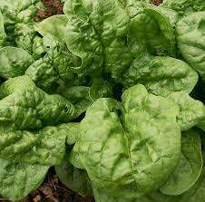 SPINACH SEEDS BLOOMSDALE HEIRLOOM - 50 SPINACH SEEDS