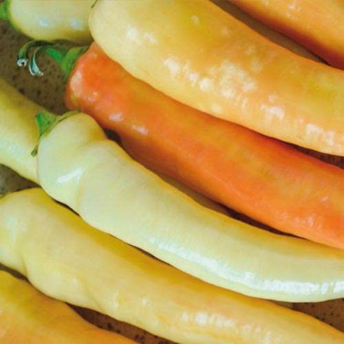 PEPPER SEEDS BANANA - 20 PEPPER SEEDS