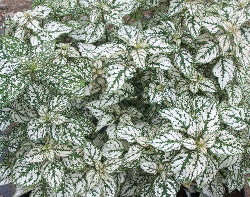 Hypoestes Seeds Confetti Compact White - 10 Hypoestes Seeds