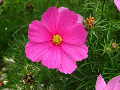 COSMOS SEEDS PINK - 25 COSMOS SEEDS