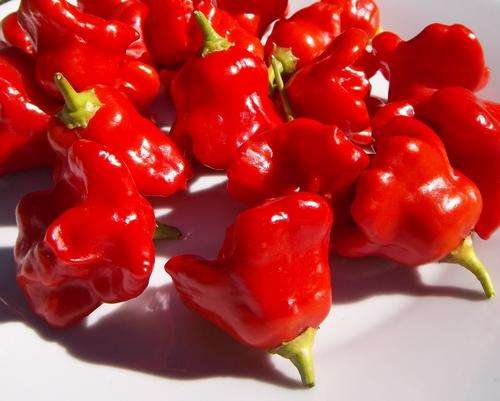 MINI PEPPER SWEET - 20 ORGANIC PEPPER SEEDS
