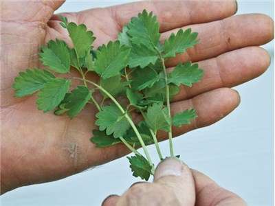 SALAD BURNET SEEDS - 50 SALAD BURNET SEEDS