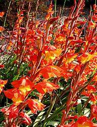 GLADIOLUS SEEDS DALENII - 10 GLADIOLUS SEEDS