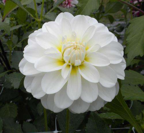 DAHLIA SEEDS FIGARO WHITE - 10 DAHLIA SEEDS