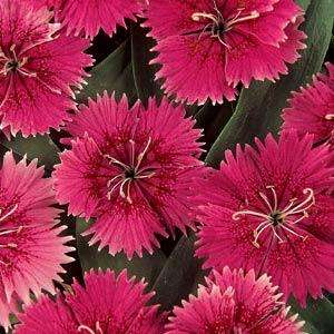 DIANTHUS SEEDS IDEAL SELECT RASPBERRY - 10 DIANTHUS SEEDS