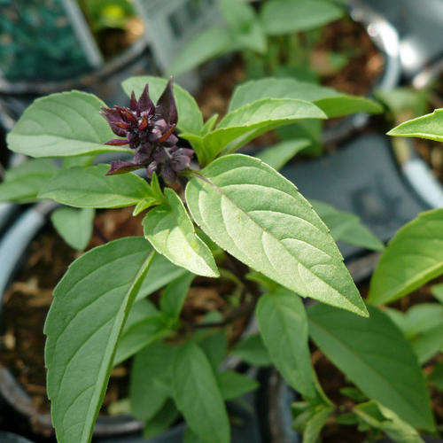 BASIL SEEDS PERSIAN BASIL - 50 BASIL SEEDS