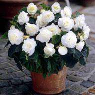 Begonia Seeds Nonstop White - 10 Begonia Seeds