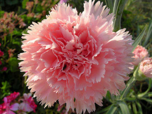 CARNATION SEEDS CHABAUD PINK LE FRANCE- 10 CARNATION SEEDS