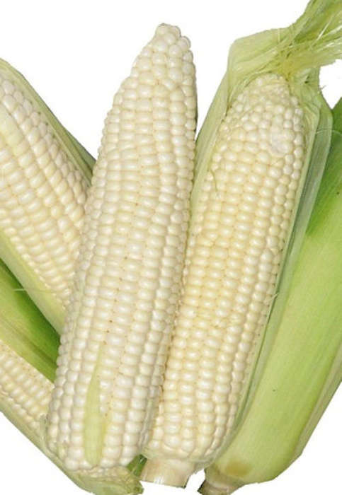 MEALIE SEEDS BORDER KING - 50 MAIZE SEEDS