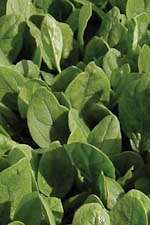 SPINACH SEEDS BABY CORNET - 50 SPINACH SEEDS