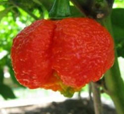 CHILLI SEEDS TRINIDAD MORUGA SCORPION  - 10 CHILLI SEEDS
