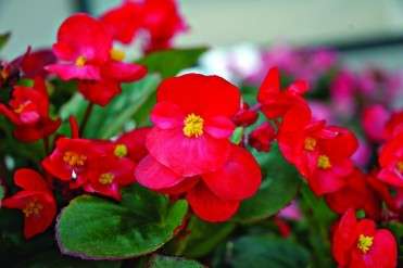 BEGONIA GL CERES SCARLET - 20 BEGONIA SEEDS