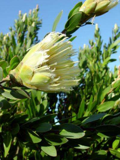 Protea Seeds Mundii - 5 Protea Seeds
