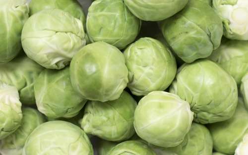 Brussel Sprouts Long Island - 200 Brussel Sprout Seeds