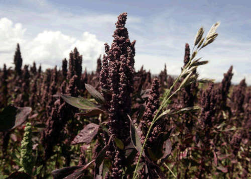 Quinoa Seeds - 200 Black Quinoa Seeds