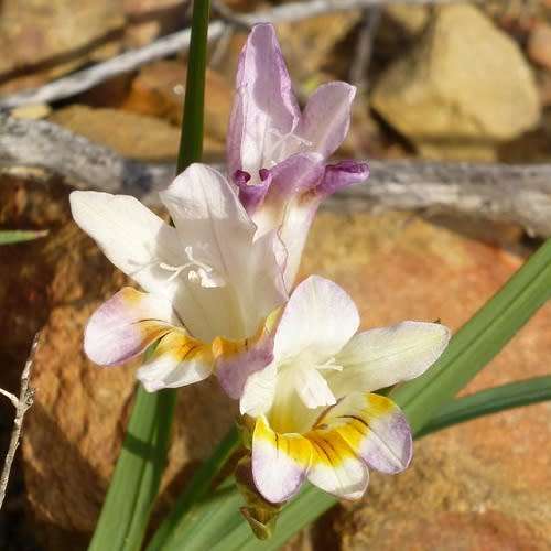 Freesia Fucata Seed - 10 Indigenous Freesia Seeds