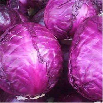 Cabbage Seeds Red Tete Noire - 20 Heirloom Cabbage Seeds