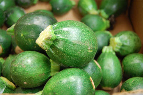 Zucchini Seeds Round - 10 Zucchini Squash Seeds