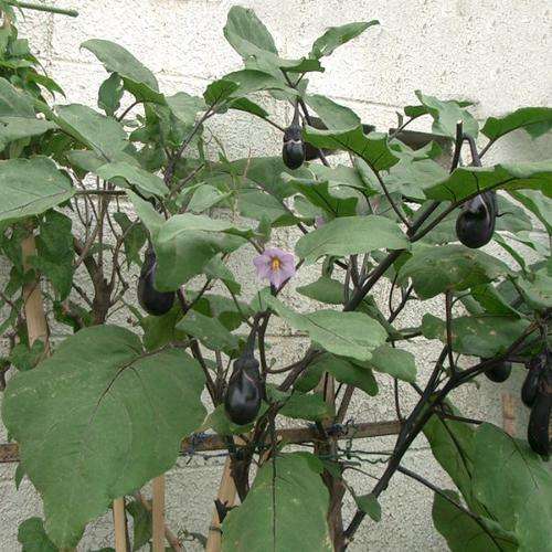 BRINJAL (AUBERGINE) BLACK BEAUTY (50) SEEDS