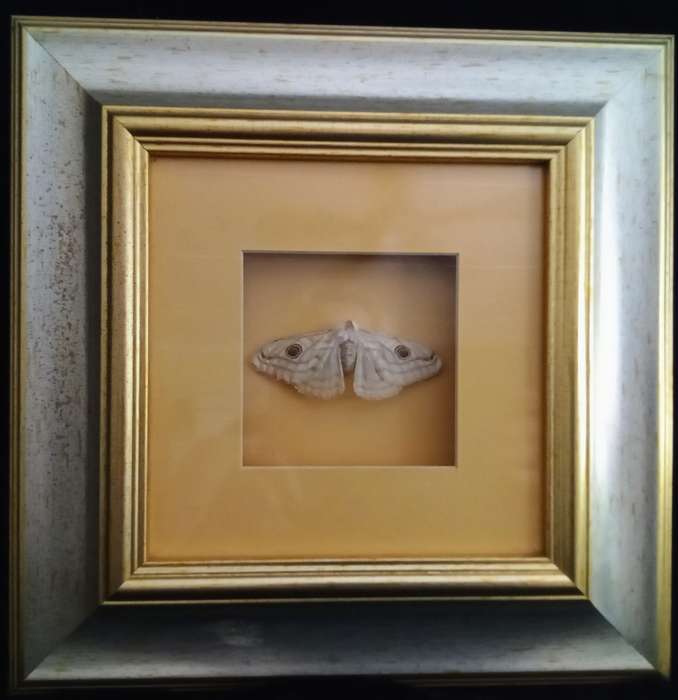 Beautiful Framed moth 1