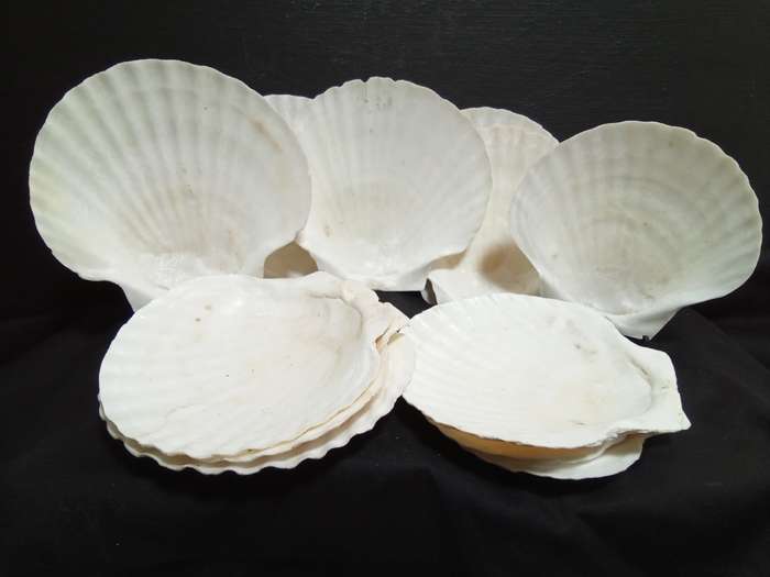 12 Vintage shells for serving a starter