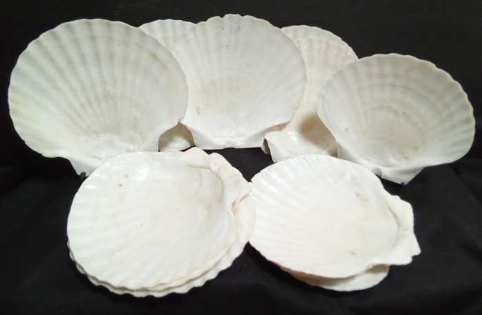 12 Vintage shells for serving a starter