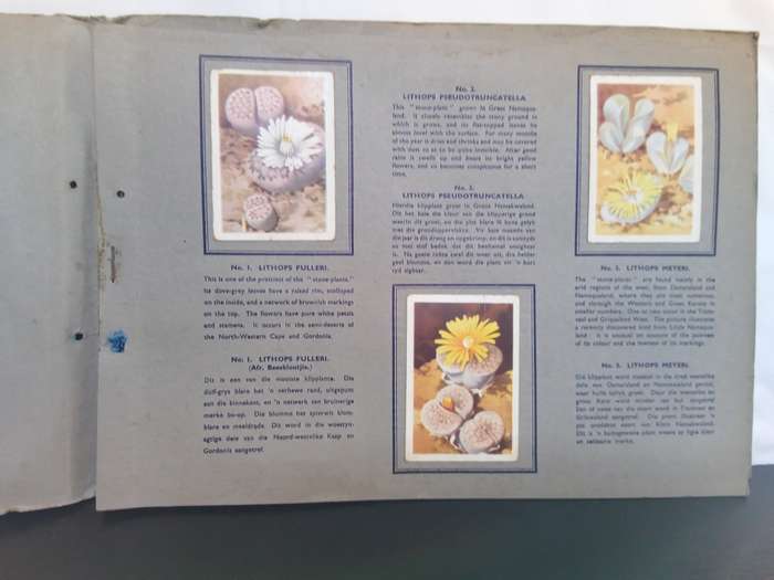 Springbok Cigarette Album of 49 South African suculents
