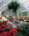 All you Need to Know about Starting your own Greenhouse