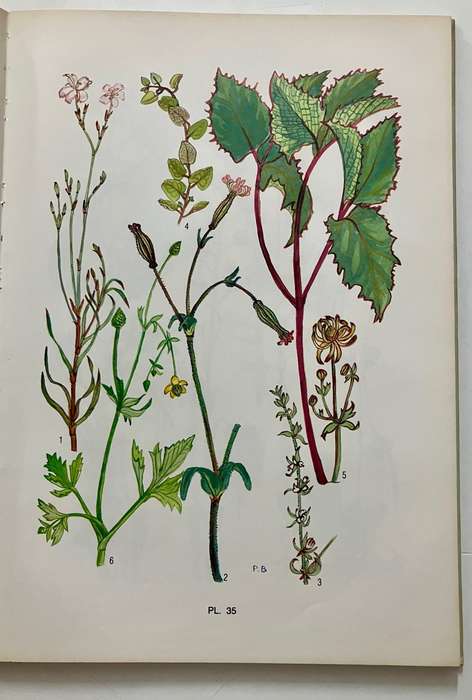 Blomplante van Suid-Kaapland - Pauline Bohnen. Hardeband geen sj, 1e Uitg. 1986