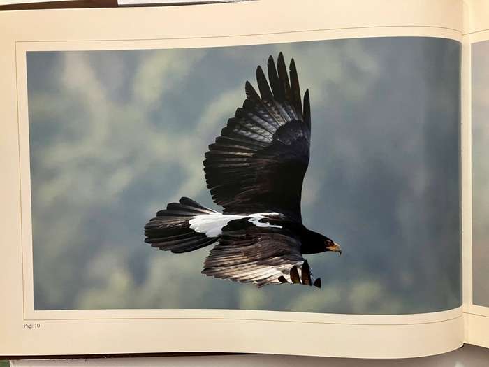 The Verreaux`s Eagles of Roodekrans - G Heydenrych & L Woodcock. Hardcover w dj, 1st Ed. 2012