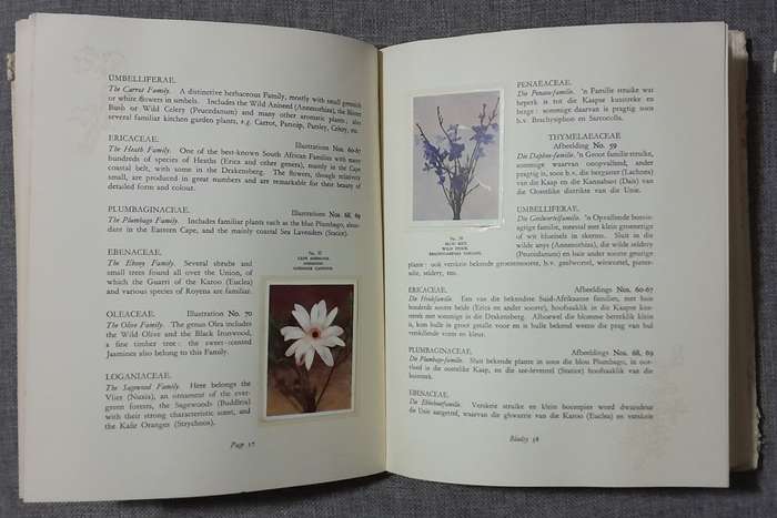 Our South Africa Flora complete set of 100 1950`s cigarette cards
