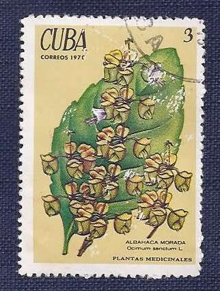 Cuba.1970.The Medicinal Plants  -  Ocimum sanctum  3