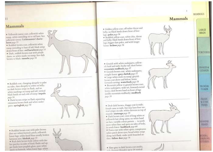 Southern African Wildlife