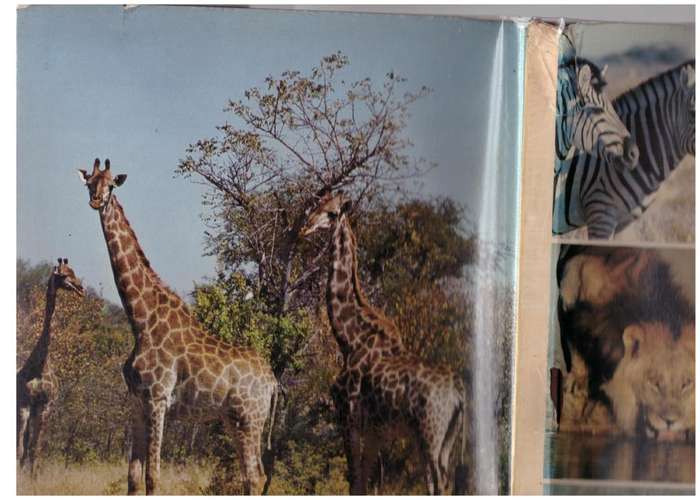 South Africa`s Wildlife Heritage -- Anthony Bannister & Peter Johnson