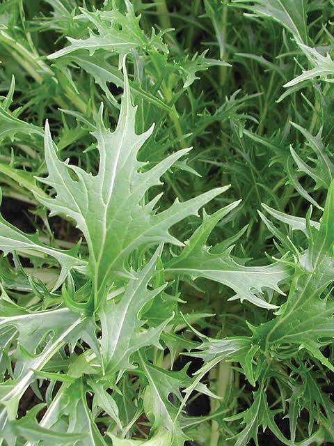 Green Frills Mizuna Mustard Greens Seeds