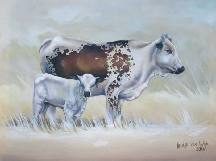 Nguni Cow and Calf