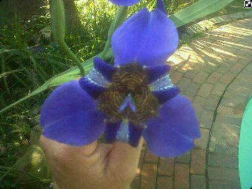 Giant Iris stunning when in full bloom
