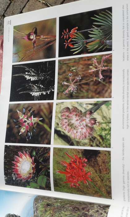 "Fynbos"  South Africa's Unique Floral Kingdom.  Hard cover.