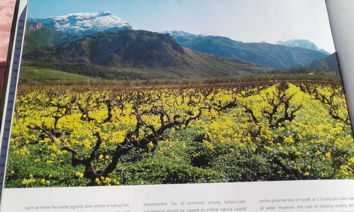 "Fynbos"  South Africa's Unique Floral Kingdom.  Hard cover.