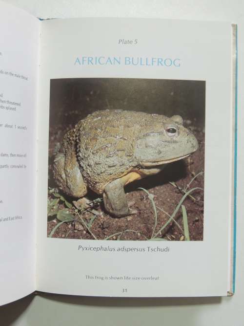 A Guide To The Identification Of The Frogs Of The Witwatersrand - Vincent Carruthers