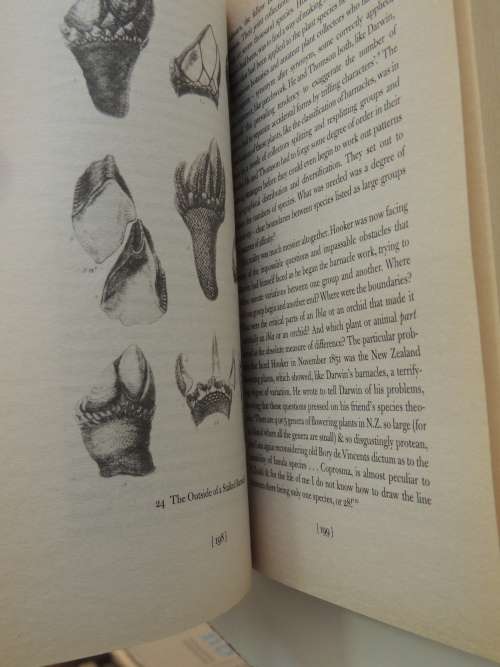 Darwin And The Barnacle - Rebecca Stott